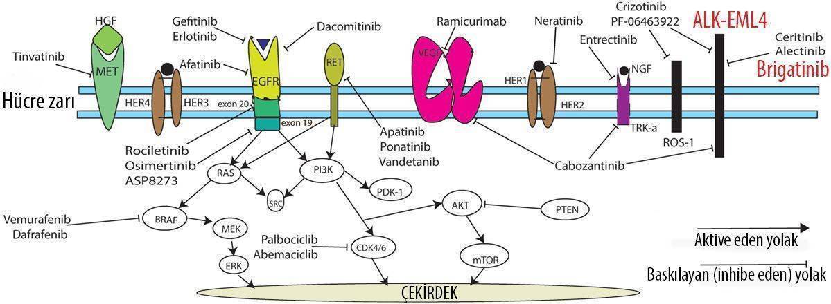 ceritinib alunbrig etki mekanizmasi alk pozitif kucuk hucre disi akciger kanseri kanserde hedefe yo