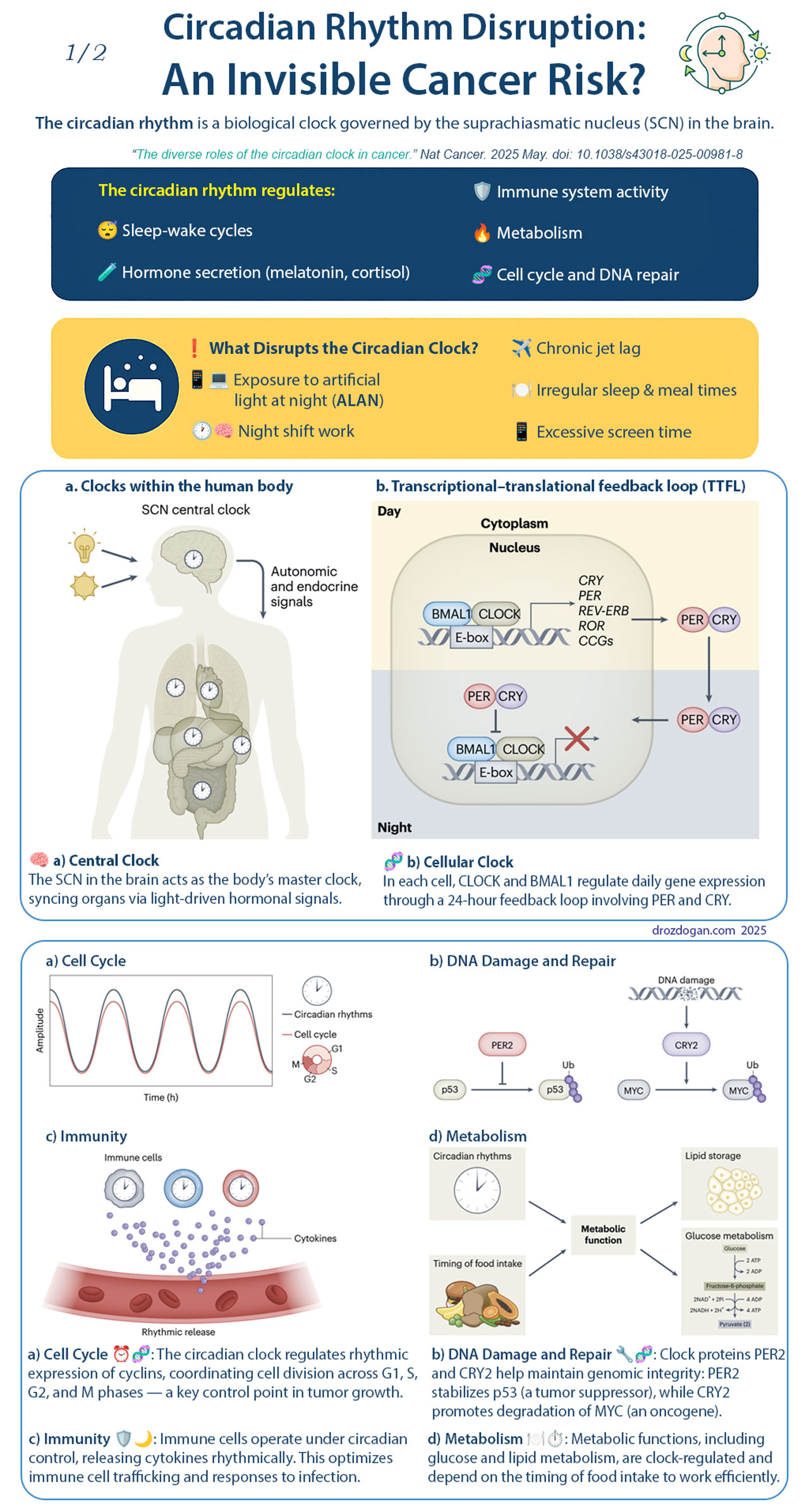 circadian rhythm disruption an invisible cancer risk nature cancer 2025 256167