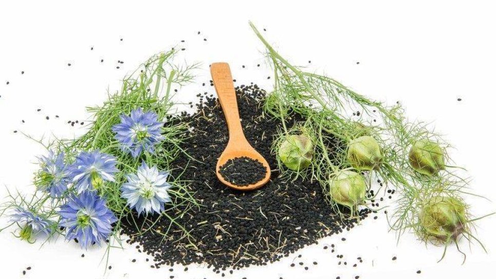 Çörek otu yağının tıpta kullanımı ve kanser tedavisindeki yeri