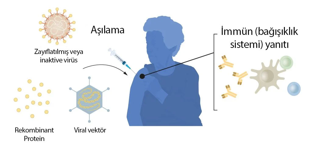 Vaccine production methods before the COVID 19 pandemic