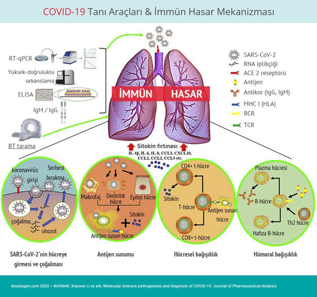 Diagnoseinstrumente für COVID 19 und Mechanismus der Immunschädigung