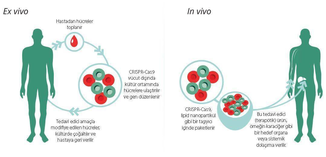crispr cas9 hazirlanma ve uygulama sekilleri ex vivo in vivo 156644