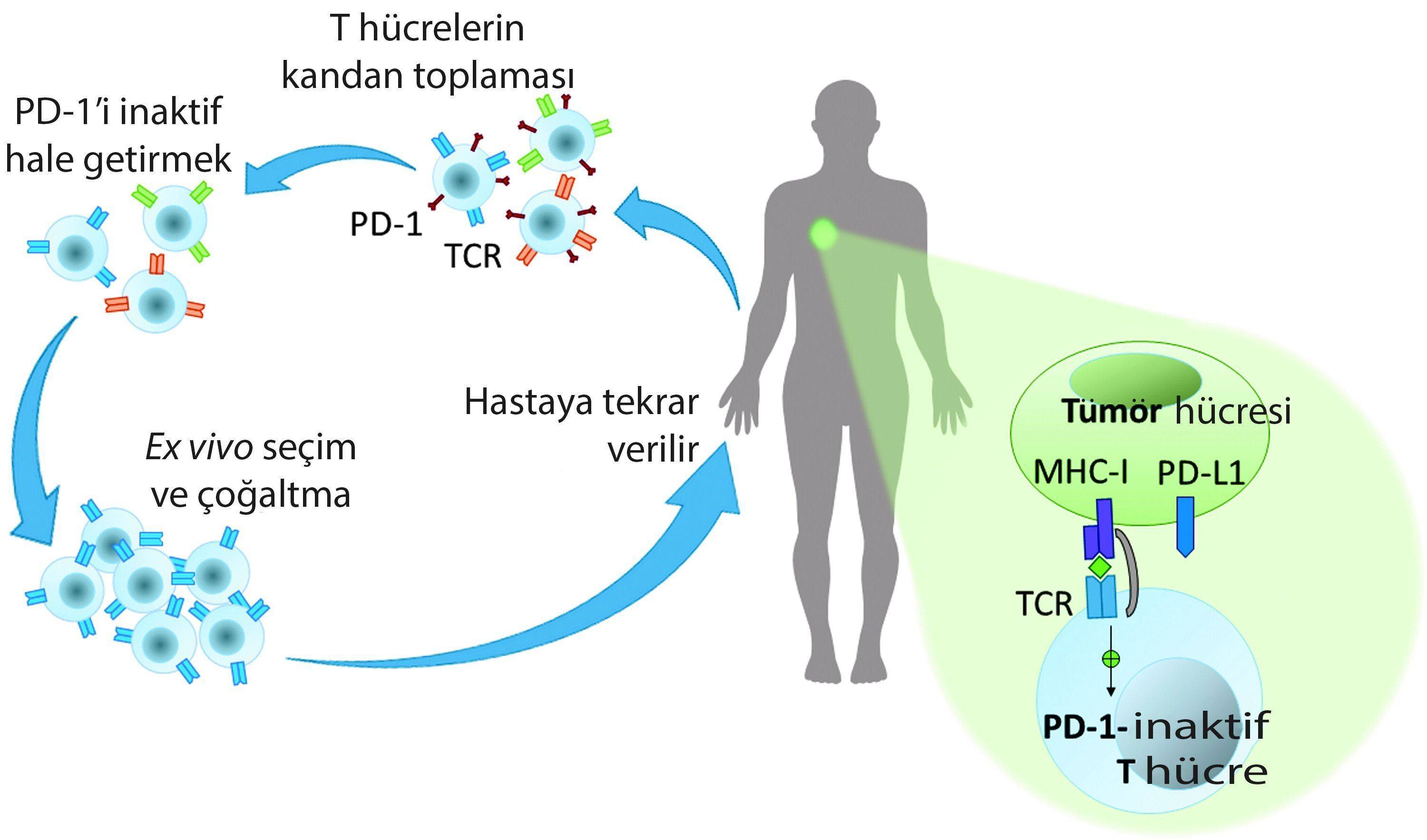 crispr cas9 ve t hucre tedavisi kanserde gelismeler immunoterapi 145232