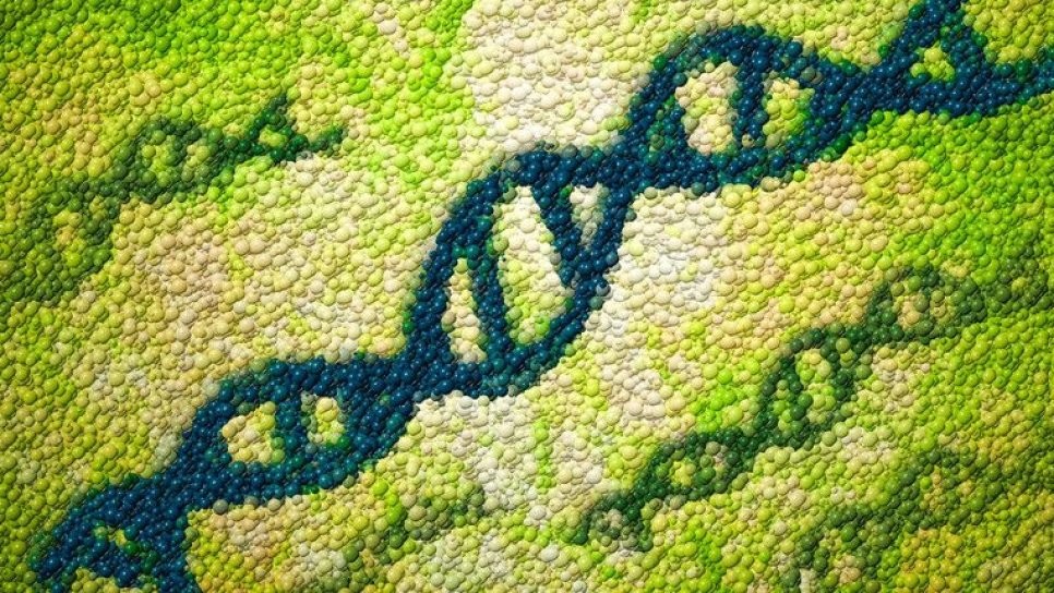 CRISPR ile T Hücrelerin Kansere Karşı Neden Pasif Kaldığı Analiz Edilip Aktifleştirilebilir