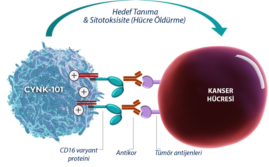 cynk 101 celularity firmasinin genetigi degistirilmis nk hucreleri her2 pozitif mide kanseri etki m