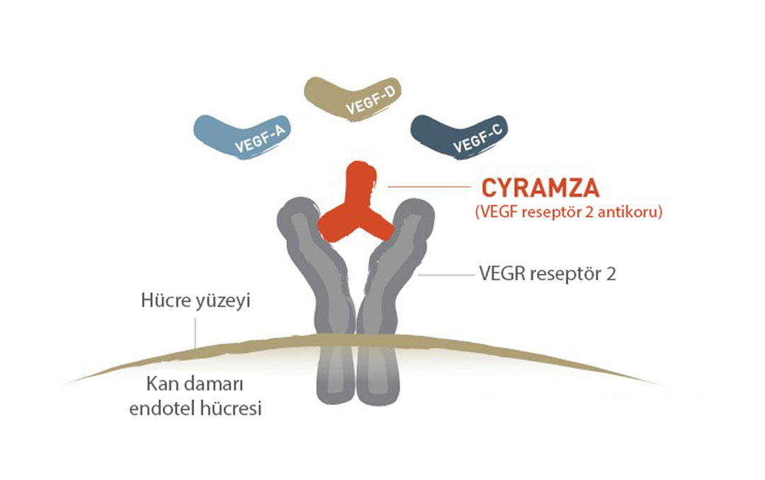 cyramza ramucirumab təsir mexanizmi necədir