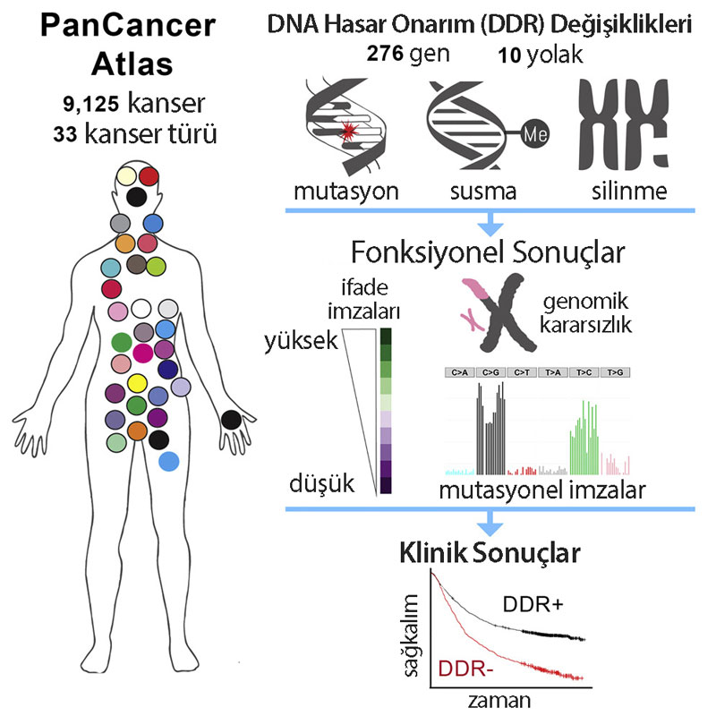 DDR alterations and machine learning: Genomic and Molecular Landscape of DNA Damage Repair Deficiency across The Cancer Genome Atlas