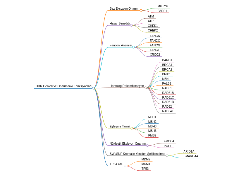 DDR genes and their repair functions
