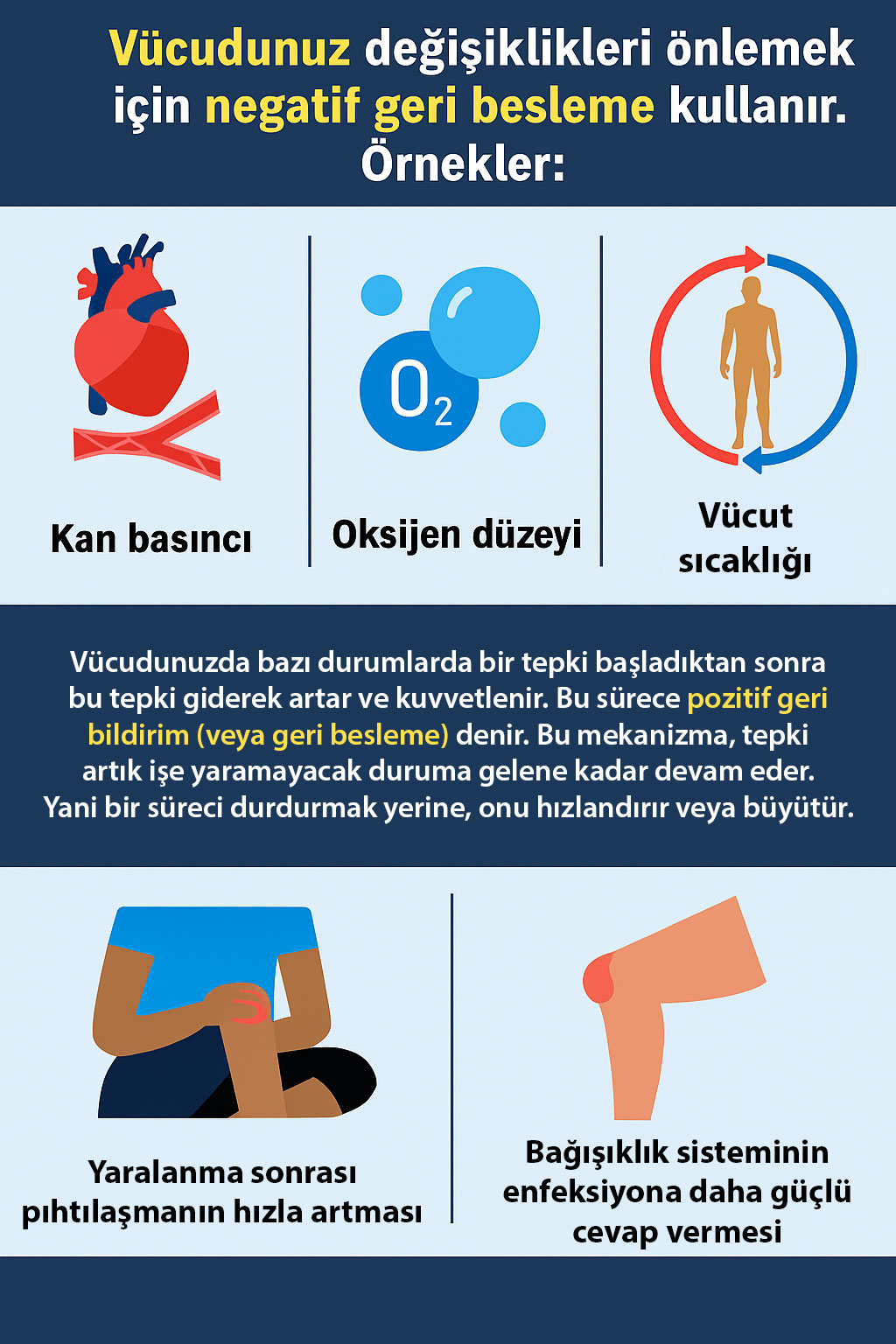 Exemple de echilibru homeostatic în corpul uman