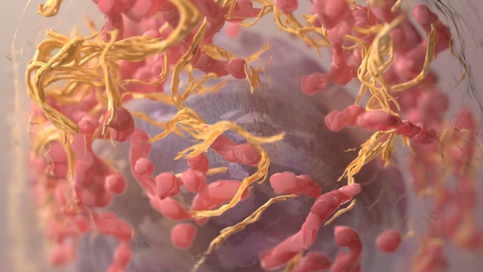 Enzym entdeckt, das einen mRNA-Impfstoff zur möglichen Verhinderung von Hautkrebs ermöglichen könnte