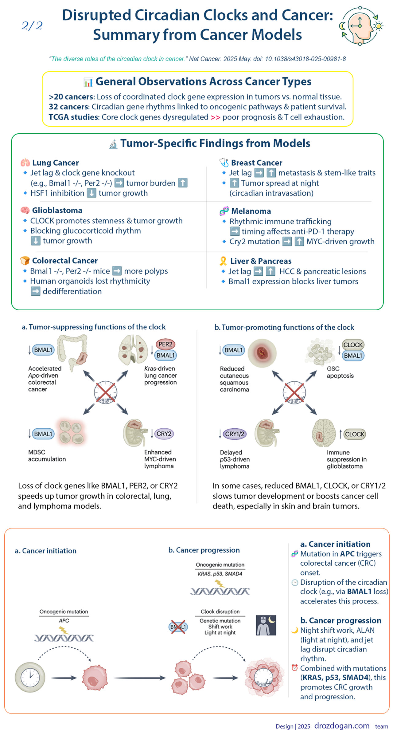 disrupted circadian clocks and cancer summary from cancer models nature 2025 440297