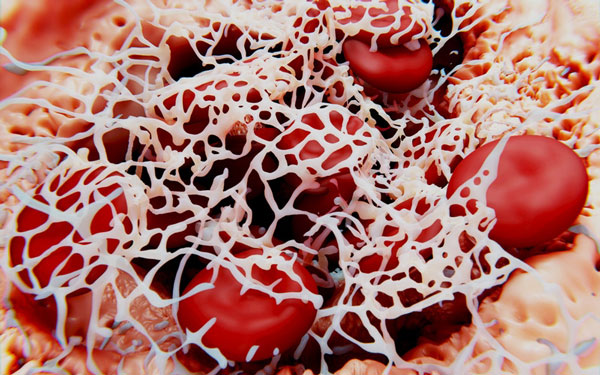 Dengiz toshbaqasi porno video