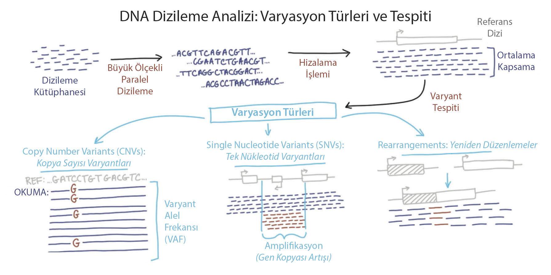 DNA sekvenslənməsinin təhlili: genetik variantların növləri və aşkar edilməsi