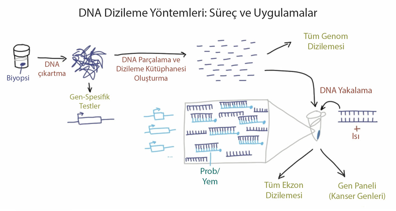 DNA sekvenslənməsi üsulları: proses və tətbiqlər
