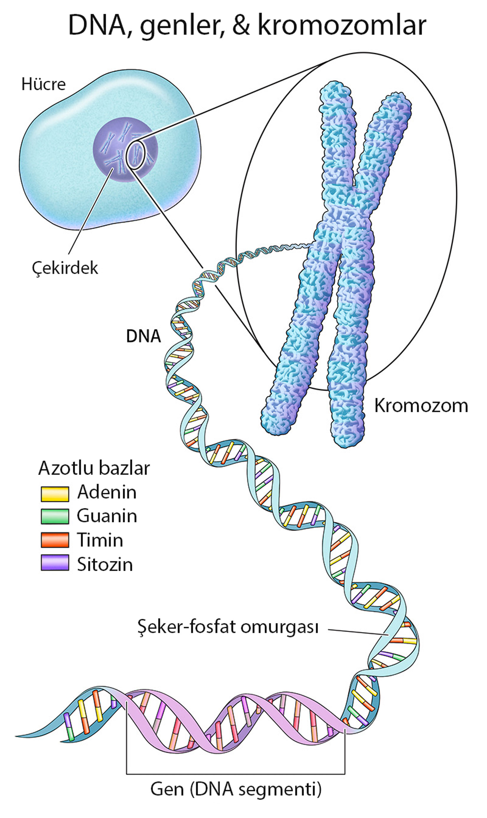 what are DNA, genes, chromosomes, genomes, and nucleotides?