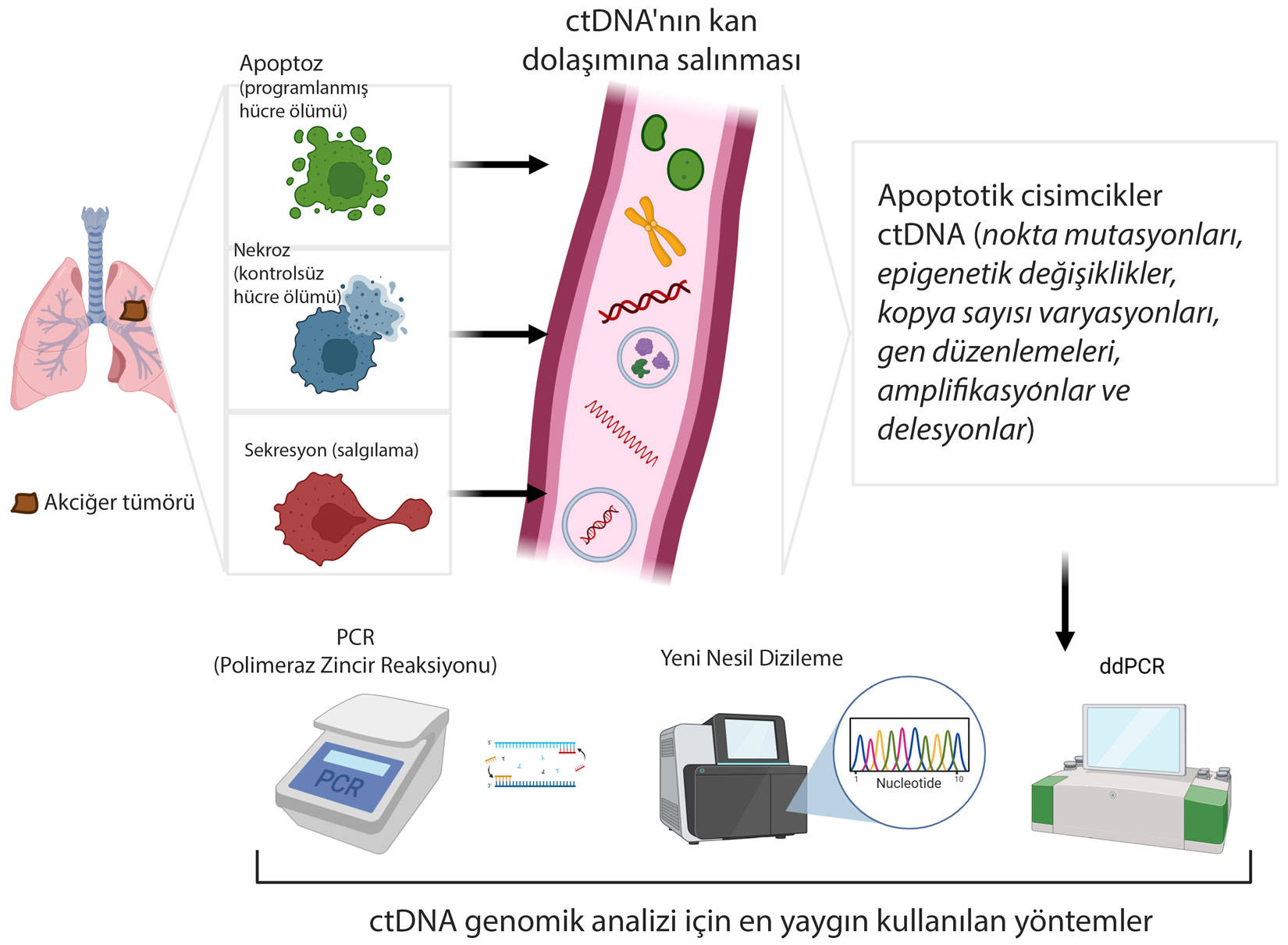 How circulating tumor DNA, ctDNA, enters the bloodstream and is analyzed: MRD monitoring