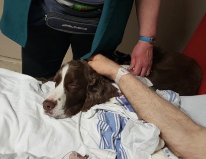 Dr. Köpek, Ağrı ve Kaygıyı Azaltıyor
