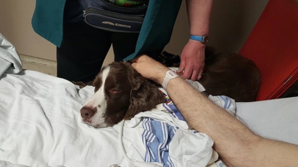 Dr. Köpek, Ağrı ve Kaygıyı Azaltıyor