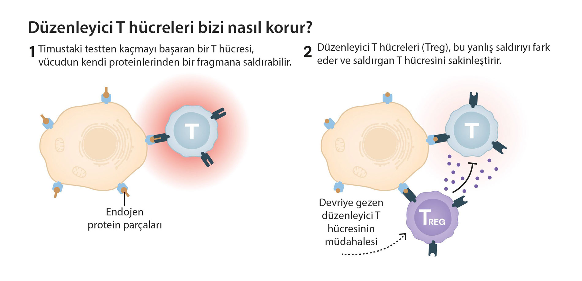 duzenleyici t hucreleri bizi nasil korur nobel tip odulu 2025 794921