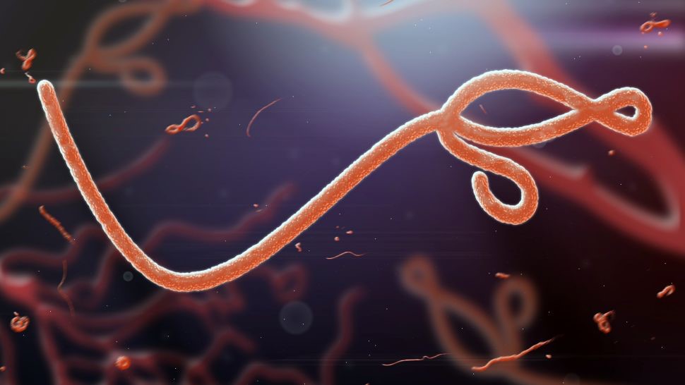 Ebola-Virus