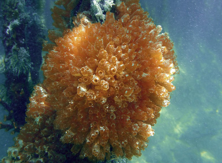Ecteinascidia turbinata trabectedin lubrinectedin Seescheide