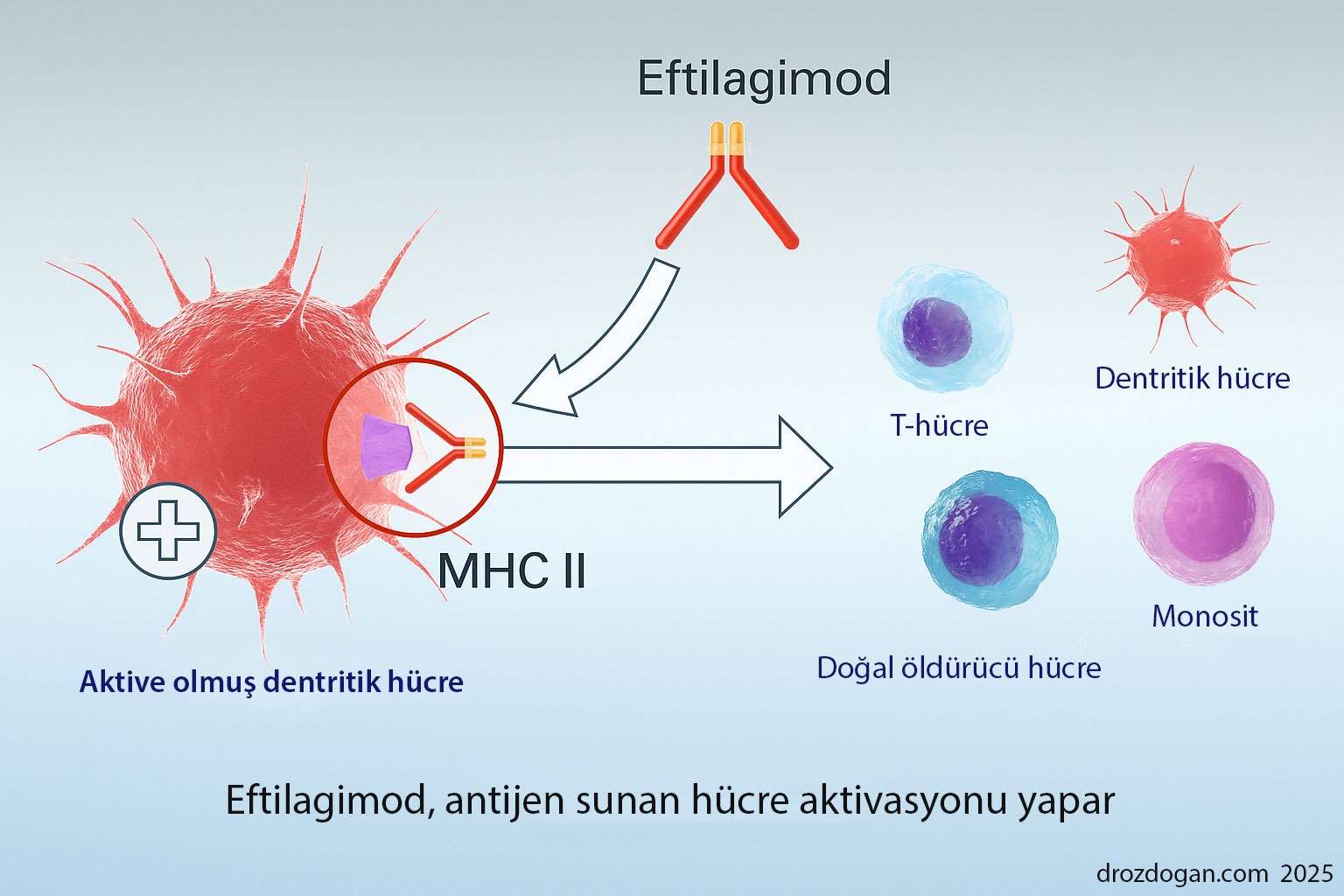 سازوکار اثر افتیلاگیمود؛ فعالسازی سلول دندریتیک از طریق MHC II