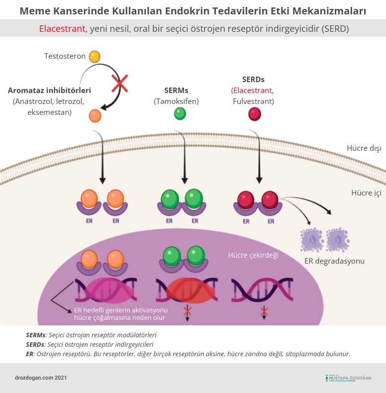 elacestrant yeni nəsil hormon pozitiv döş xərçəngi müalicəsi üçün oral selektiv estrogen reseptoru deqradasiyaedici vasitədir SERD
