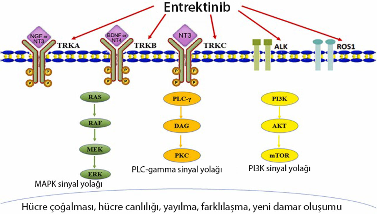 How entrectinib (Rozlytrek) works