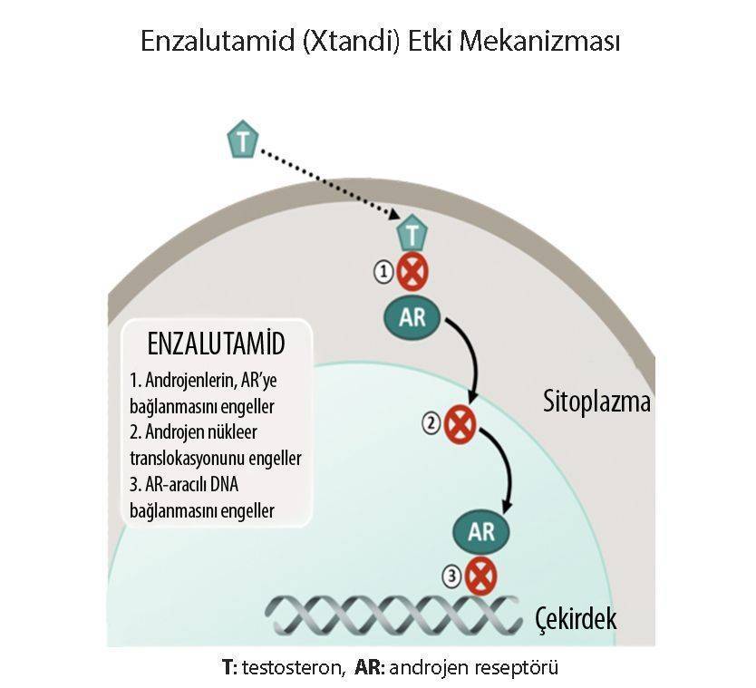 enzalutamid xtandi etki mekanizmasi yeni prostat kanseri tedavisi 712640