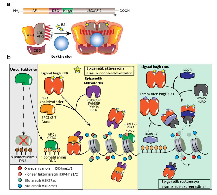 Durch ERα vermittelte epigenetische Veränderungen