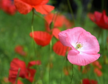 Erken Evre Meme Kanseri Tedavisi için Abemasiklib FDA Onayı Aldı