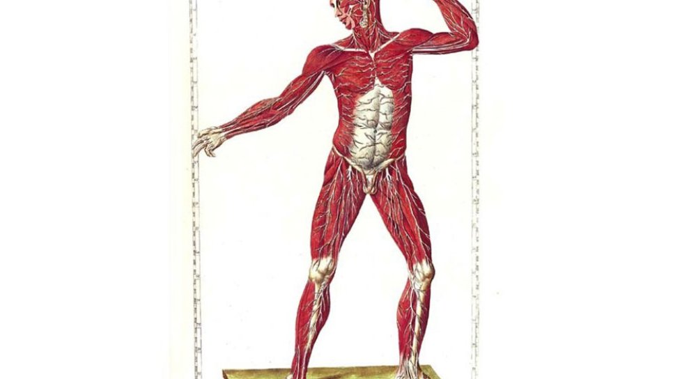 Eustachis wiederentdeckte Meisterwerke 1552 – Eine Ära der Genauigkeit in der Anatomie beginnt