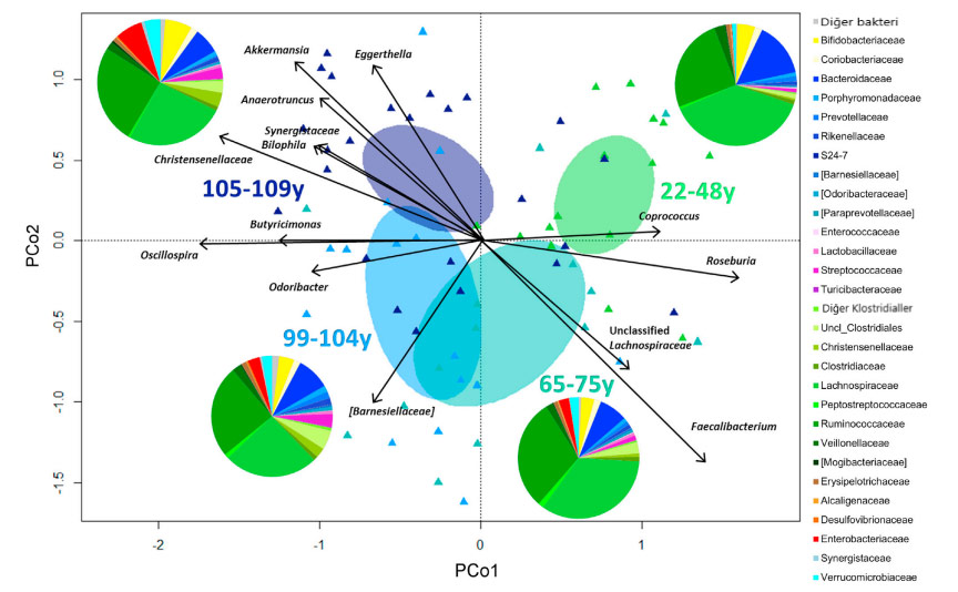Gut microbiota variations across different age groups