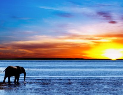 Filleri Kansere Karşı Koruyan Zombi Genler Keşfedildi