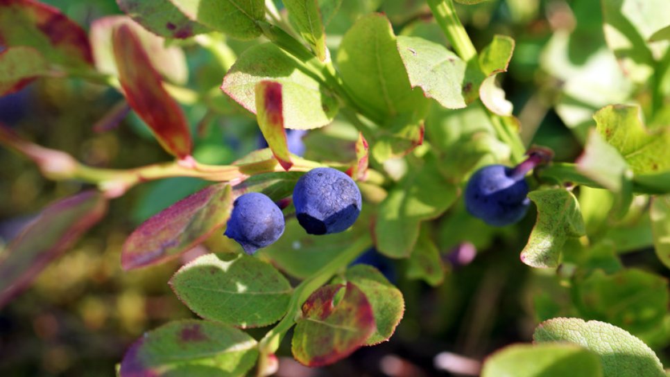 Flavonoid tüketimi ve Alzheimer ilişkisi