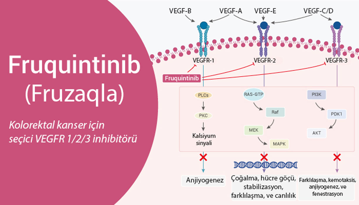 Fruquintinib fruzaqla selektiv VEGFR 1 2 3 inhibitoru kolorektal xərçəngdə təsir mexanizmi