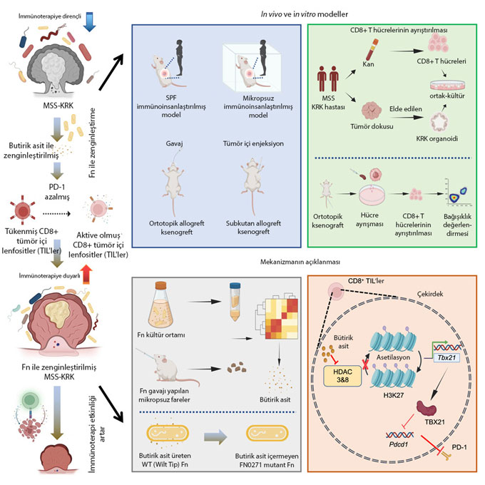 fusobacterium nucleatum mikrosatellit stabil kolorektal kanser tedavisinde anti pd 1 tedavisini kol