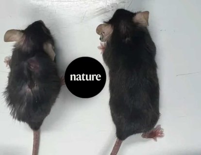 Gençlik İksiri – Süpermodel Fareler ve Yaşlanmayı Yavaşlatan Yeni İlaç Adayı