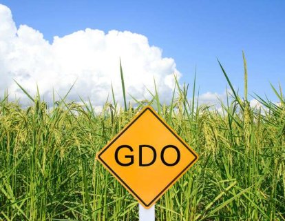 Genetiği değiştirilmiş organizma nedir? Gıdaları ve hayvanları neden ve nasıl değiştiriyorlar?