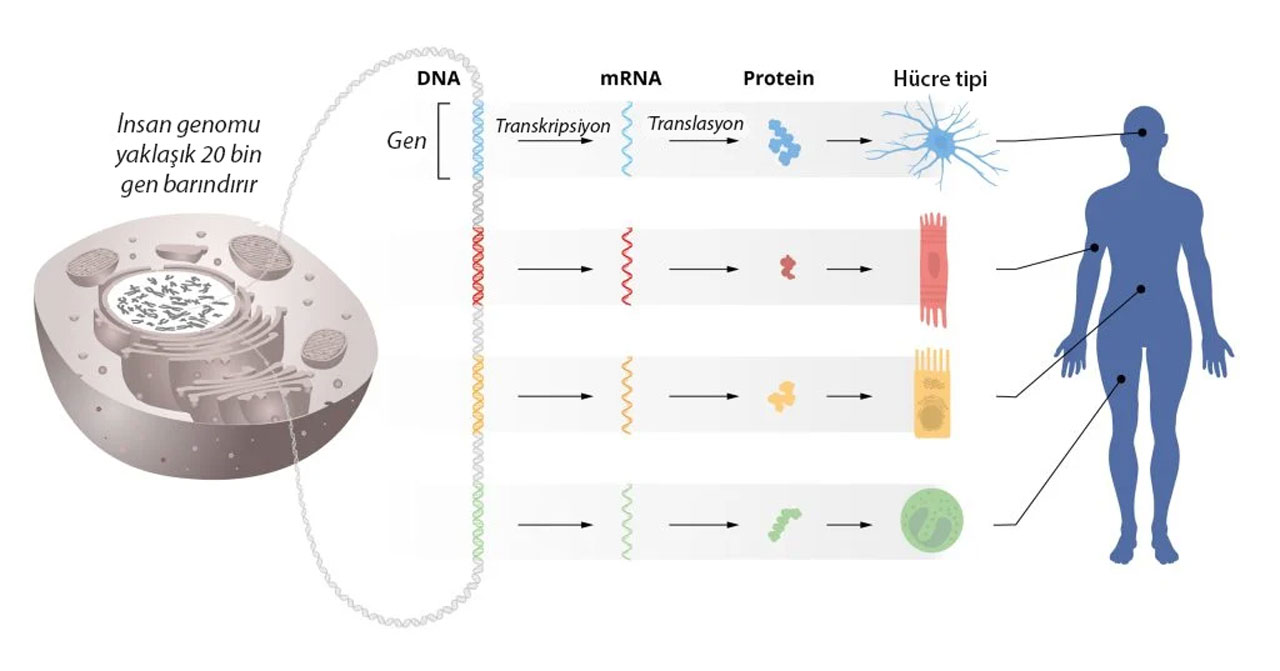 genetik bilginin dna dan mrna ya ve oradan da proteinlere akisi nobel tip odulu 2024 985275