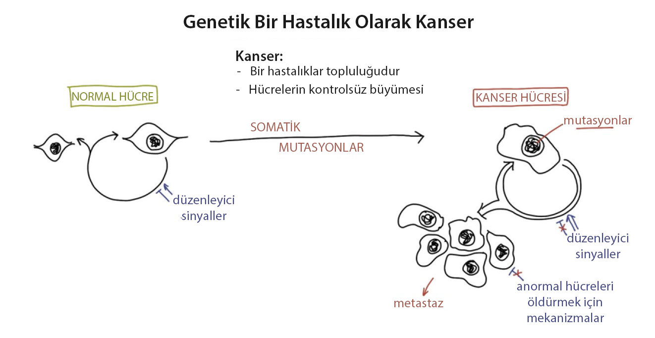 what is cancer as a genetic disease