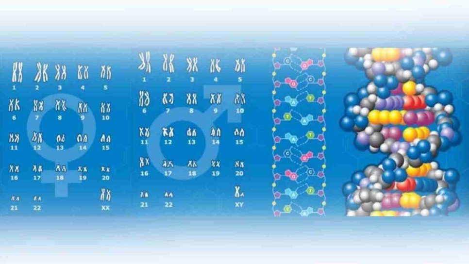 Gene und Geschlechtsbestimmung 1905 – Geschlechtschromosomen