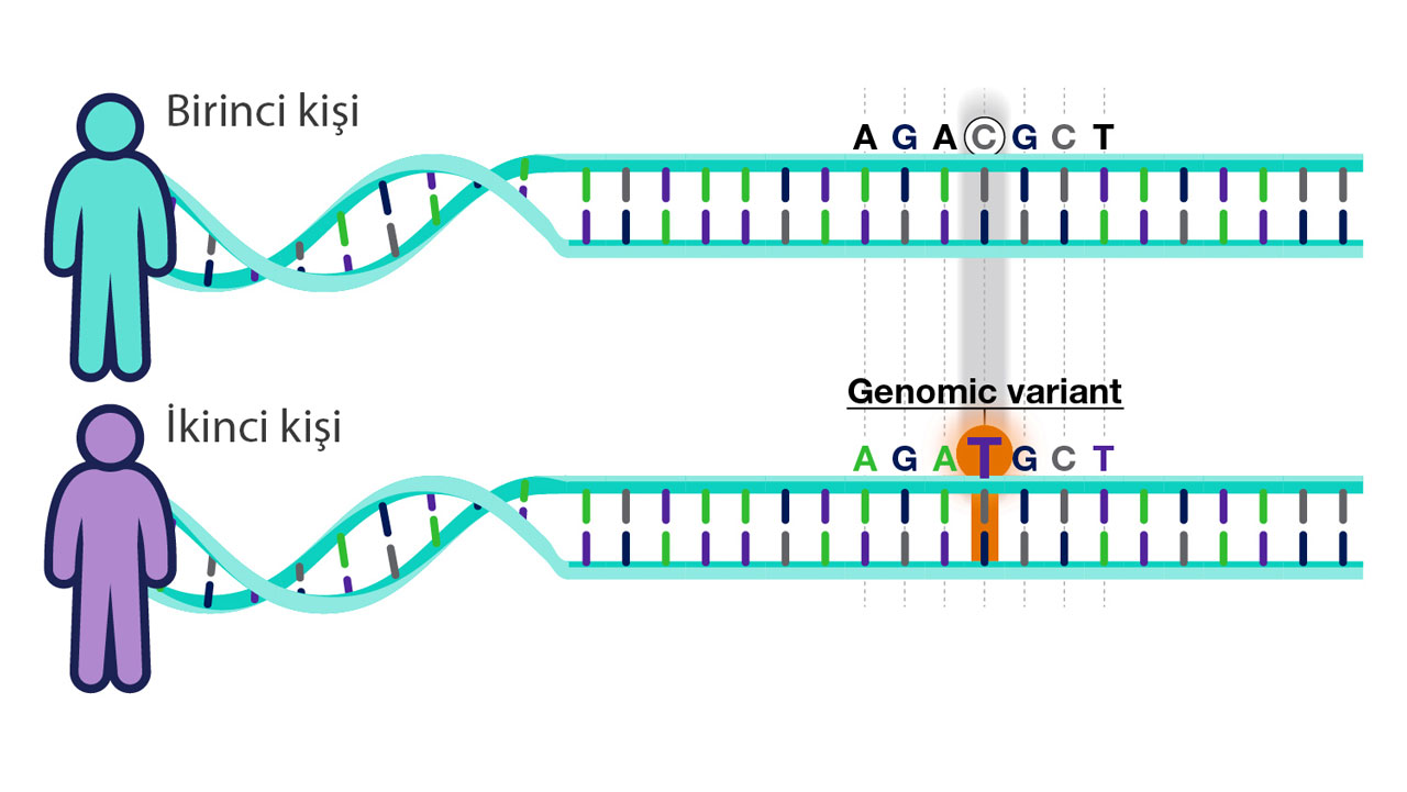 Genomik variant, yəni dəyişiklik nədir?