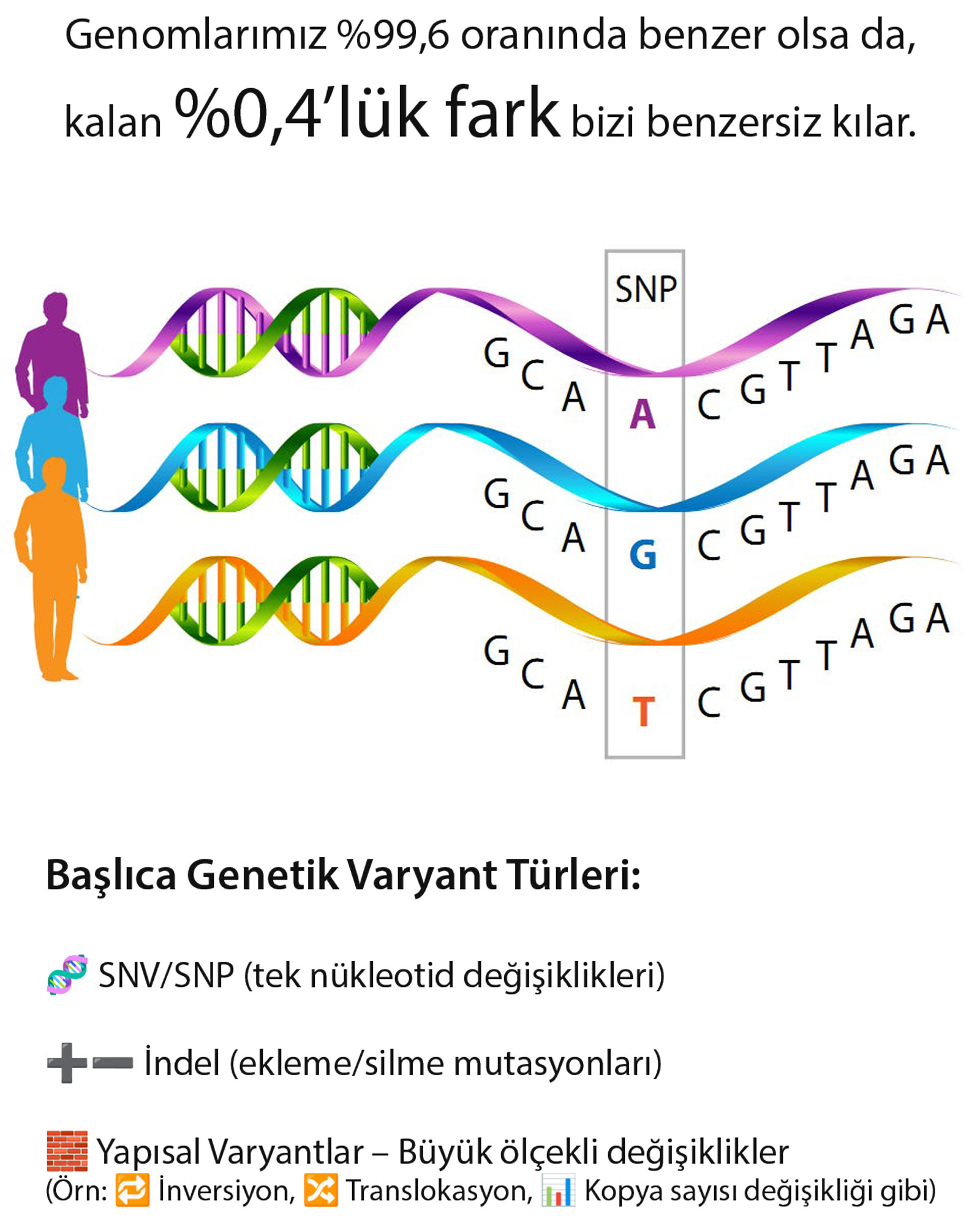 what are genomic variants: SNVs, SNPs, indels, insertions, deletions, and structural variants?