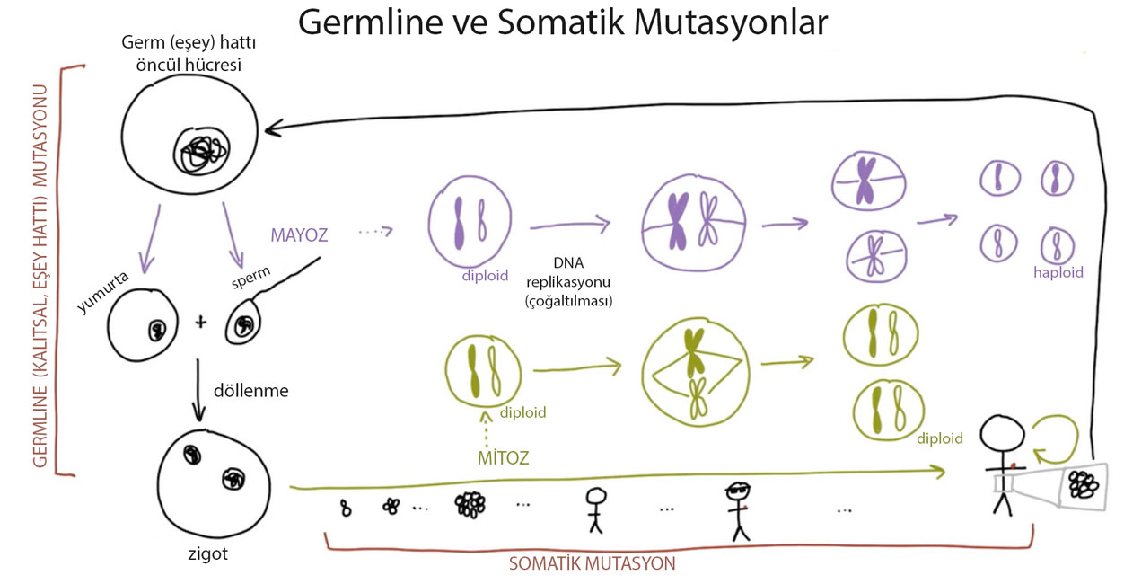 Was sind erbliche Keimbahnmutationen und somatische Mutationen?