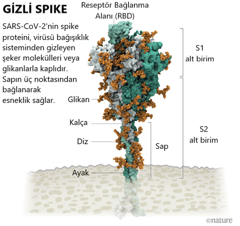 Verborgener Stachel: Wie bindet das Coronavirus an eine Zelle?