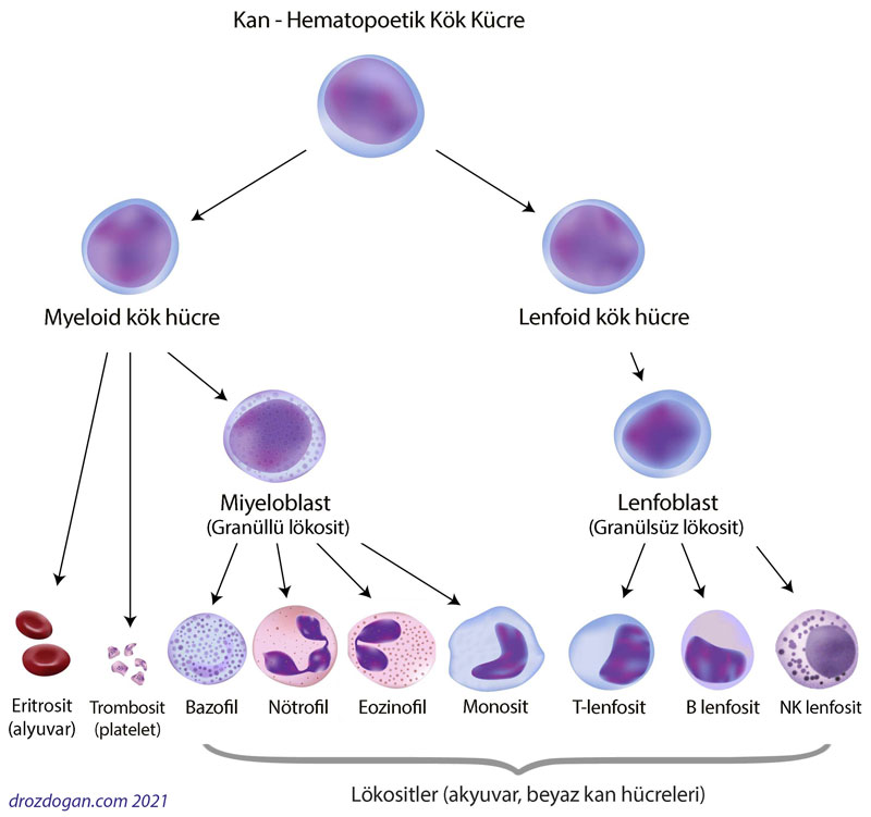 hematopoietic blood stem cell myeloid lymphoid system what are leukocytes
