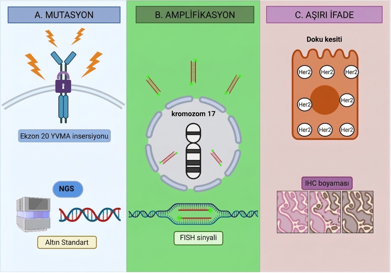her2 activation mechanisms and diagnostic landscape her2 aktivasyon mekanizmalari ve tanisal ortam 