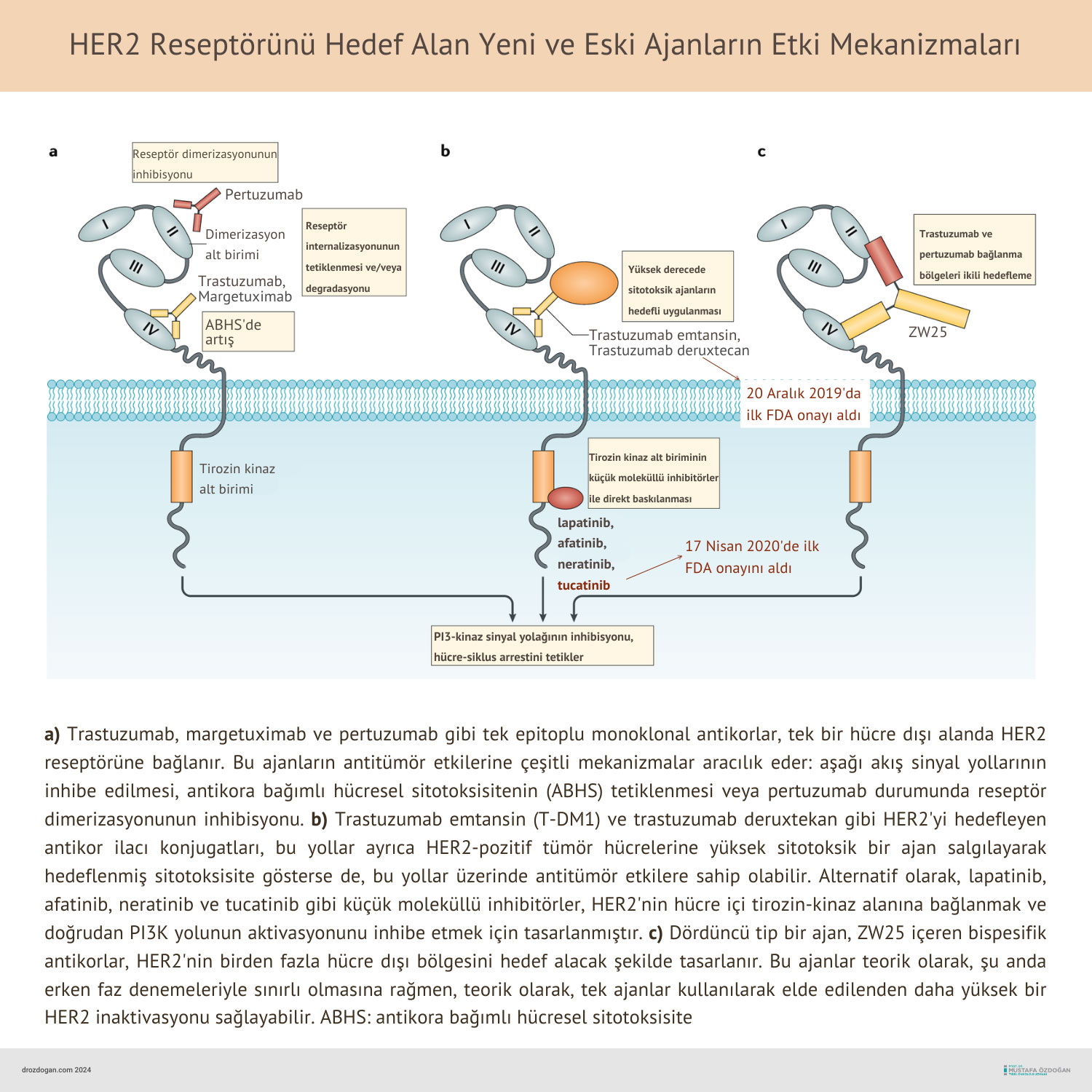 her2 pozitif kanserlerde hedefe yonelik akilli ilaclari etki mekanizmalari lapatinib tykerb trastuz