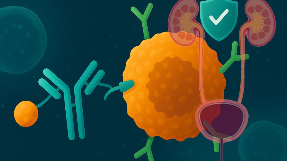 HER2-pozitif Ürotelyal Kanserde Disitamab ve Toripalimab ile Yaşam Süresi İkiye Katlandı